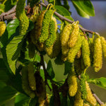 Mulberry Tree Live Plant 5 to 8 Inc Height, Sweet Mulberry Bush Live Plant, Mulberry Plant Live (Pakistan Mulberry)