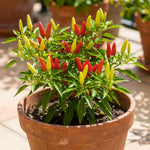 Set 2 Pepper Plants Live for Planting, Pepper Plant, 4-6 Inc Tall, Live Vegetable Plants for Indoor Outdoor Growing (Small Upright Hot Peppers)