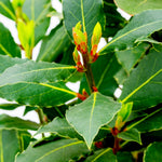 2 Bay Leaf Plants Live, Laurus Nobilis Sweet Bay Laurel Live Plants, 4-9" Tall, Fragrant Herb Indoor Outdoor