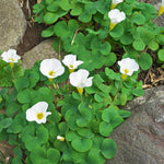 Oxalis Shamrock Plant Live 3-6 Inches Tall, Medium Oxalis Decorative Foliage Plant for Indoor Decor and Shaded Gardens