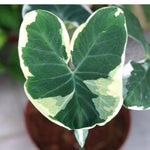 Green White Colocasia Elephant Ear Plants Live 4–7 Inches Tall, Taro Alocasia Tropical Foliage Plants for Outdoor Garden Home Decor