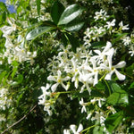 2 Star Jasmine Plant Live, Jasmine Flower Plants Fragrant Perennial Vine Garden, 4-7'' Tall