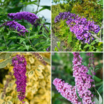 Pack 3 Mix Butterfly Bush Live Plants, 3 to 6 Inch Tall Assorted Butterfly Bushes Plant for Outdoor Garden, Perennial Coloful Buddleia Flowers Plant, No Pot