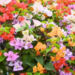 3 Bougainvillea Vine Plants, Bougainvillea Plants Live for Outdoor Landscaping and Containers, 4-7 Inch Tall Well-Rooted, No Pot (Mix Bougainvillea)