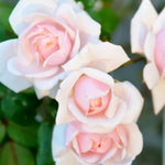 Climbing Roses Live Plants, Rose Bushes Ready to Planting, No Pot, Cut Back, Well Rooted, 6-8 Months Old (New Dawn)