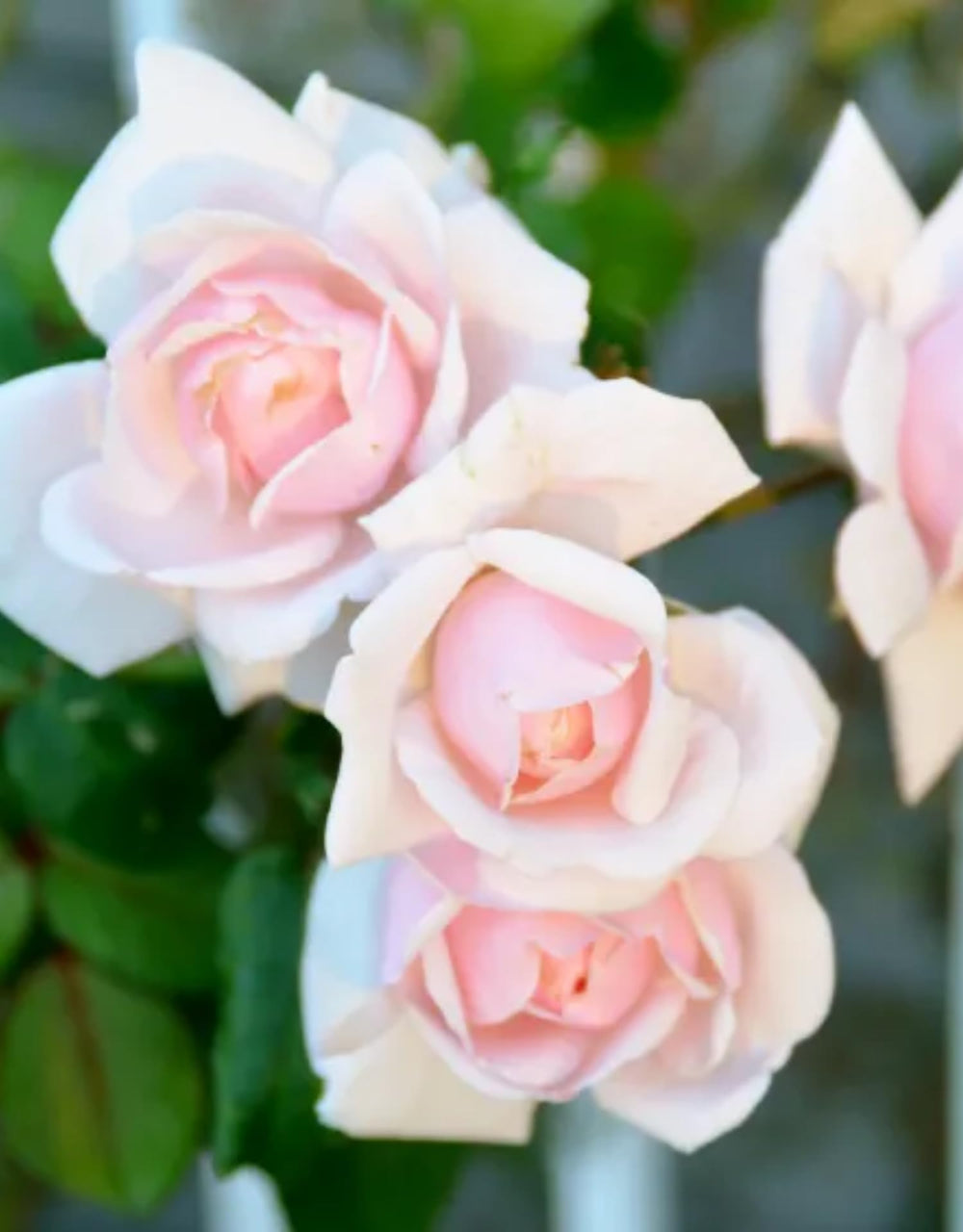 Climbing Roses Live Plants, Rose Bushes Ready to Planting, No Pot, Cut Back, Well Rooted, 6-8 Months Old (New Dawn)