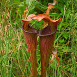 Nepenthes Pitcher Plant Pots Live Plants, Sweet Pitcher Nepenthes for Terrariums Backyard Gardens, Size Starter 8 Months Old for Easy Planting Indoor Outdoor