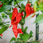 Red Pepper Plants Live for Planting, 2 Bhut Jolokia Pepper Seelings in Pot, 4 to 6 Inches Height, Well Rooted for Outdoor Garden