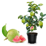 2 Live Pink Guava Trees Plants, 4-6" Seedling Tropical Fruit in Half Gallon Pot, Cold Hardy for Zones 9-11, No CA