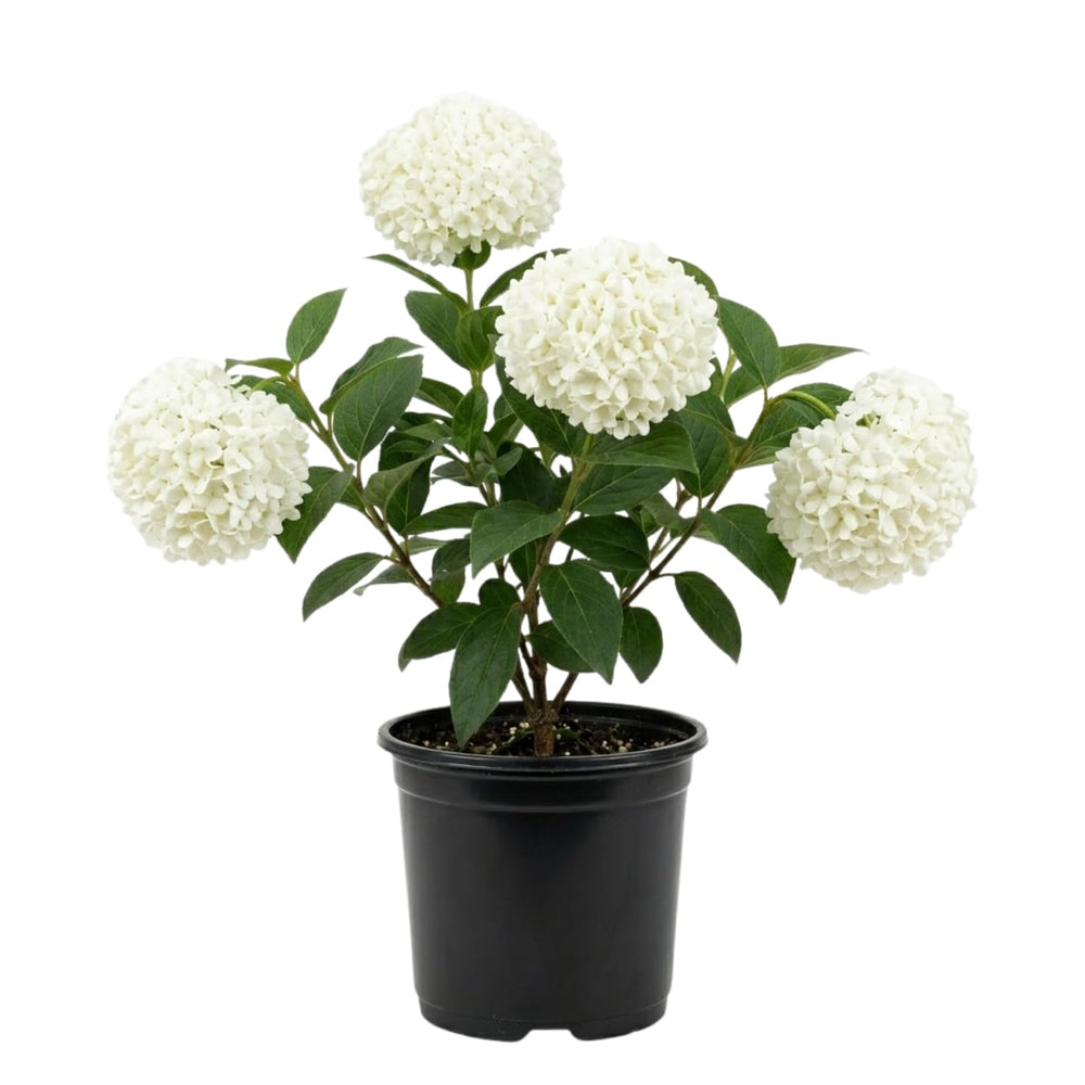 Old Snowball Viburnum Plant Live 4" Pot, Fragrant White Blooming Shrub 6-10 Inches, Viburnum Bush Ready to Grow