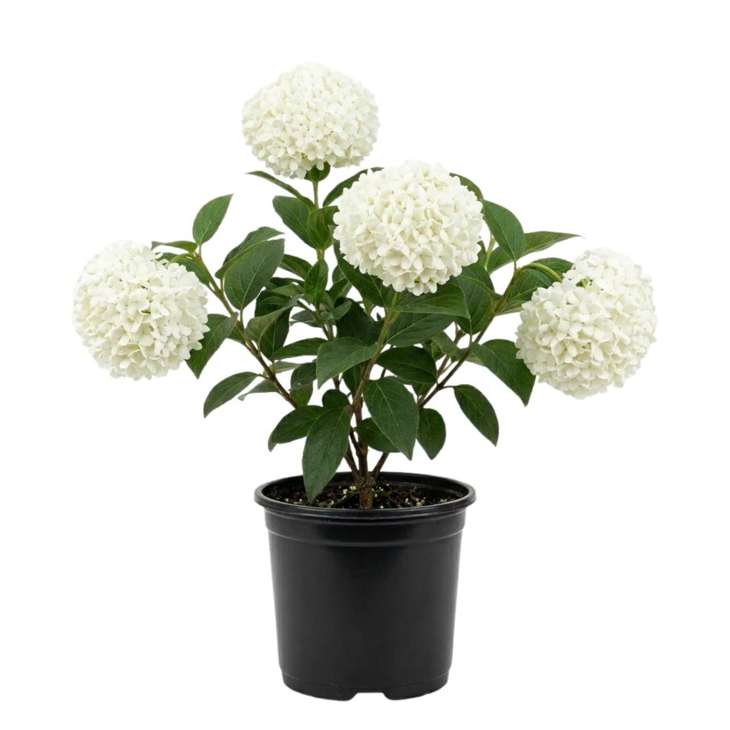 Old Snowball Viburnum Plant Live 4" Pot, Fragrant White Blooming Shrub 6-10 Inches, Viburnum Bush Ready to Grow