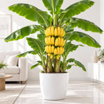 Live Dwarf Cavendish Banana Plant, Tropical Fruit Tree