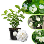 Jasmine Live Plant 4–8″ Tall, Jasmines Flower Vine, Fragrant White Blooms, Outdoor or Container Growing (Duke Jasmine)