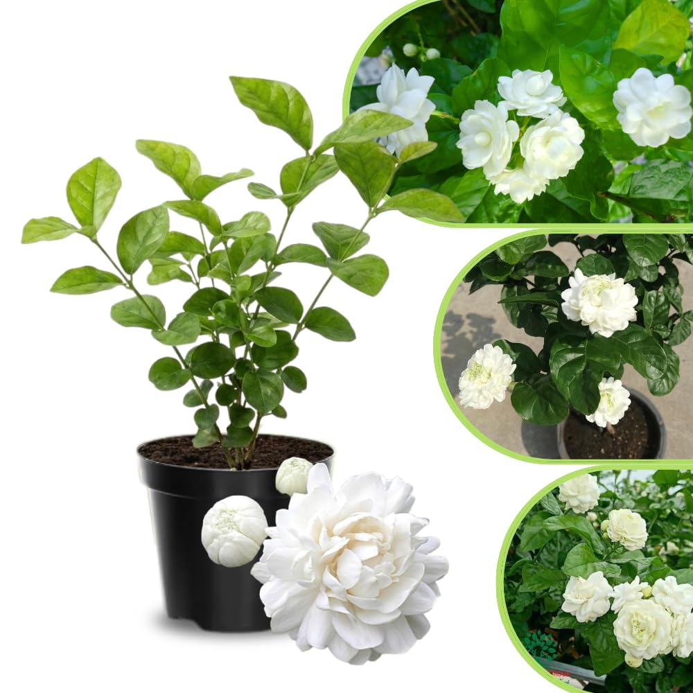 Jasmine Live Plant 4–8″ Tall, Jasmines Flower Vine, Fragrant White Blooms, Outdoor or Container Growing (Duke Jasmine)
