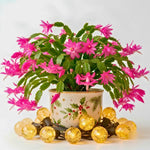 4 Christmas Cactus Plants Live, 5-9 Inch Tall (Pink)