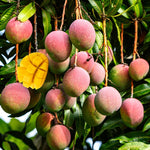 1 Year Old Mango Tree Live Plant Seedling in Gallon Pot, Fully Rooted for Zones 9-11, Cold Hardy, Ready to Planting Outdoor, Full Sun, Tommy Atkins Mango Plant, No CA