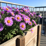 Aster Plants Live, Asters Perennial Live Plants, Vibrant Purple Blooms, 5 to 7 Inches Tall, Ideal for Indoor Outdoor Gardening