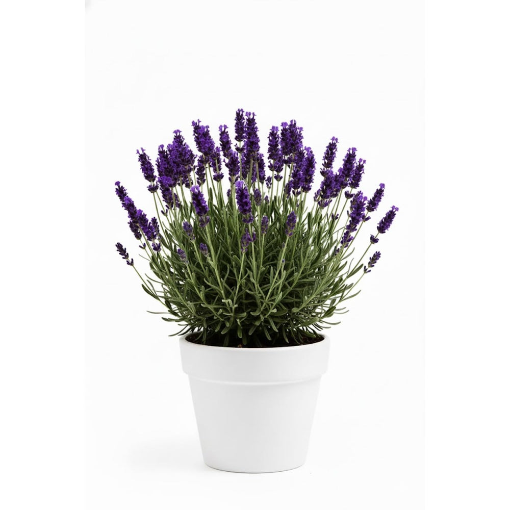 2 Purple Fragrant Lavender Plants 4-7 Inches, Fully Rooted, Random Lavender Herb Plants, Container and Garden Growing