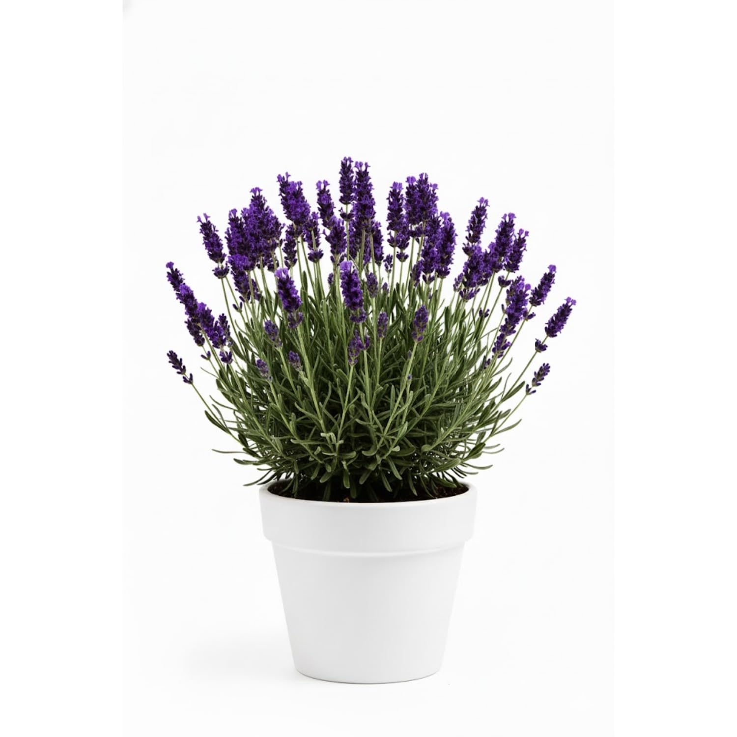 2 Purple Fragrant Lavender Plants 4-7 Inches, Fully Rooted, Random Lavender Herb Plants, Container and Garden Growing