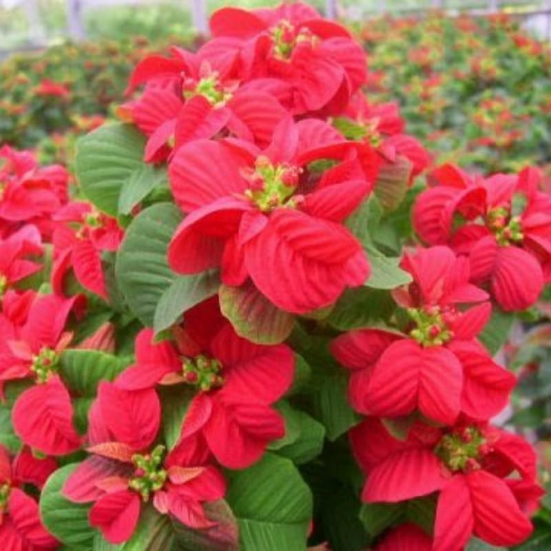 2 Multi Varieties Poinsettia Plants Live, Winter Red Rose Poinsettia Flowers for Holiday Christmas Gift, Decoration Houseplant 5-10" in Tall, No Pot