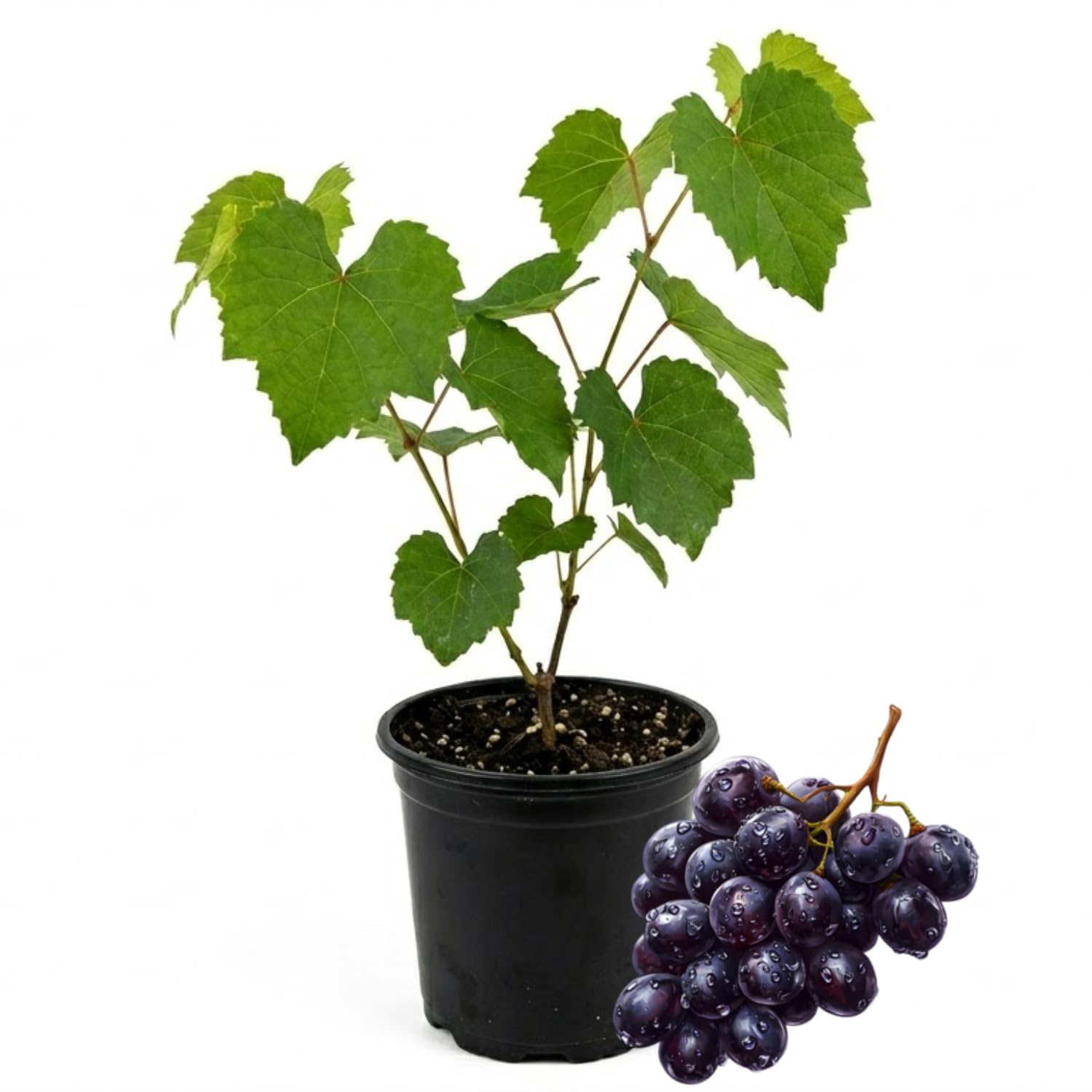 Black Muscadine Grape Live Plant, in 4" Pot, Cold Hardy Grape Vines 8-12" Tall for Garden or Vineyard Growing