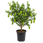 Green Finger Lime Citrus Tree Live in 1 Gallon Pot, Rare Lime Fruit Tree for Patio, Container Garden and Outdoor Growing, 1-2 Feet Tall
