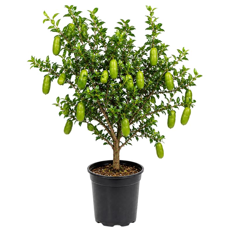 Green Finger Lime Citrus Tree Live in 1 Gallon Pot, Rare Lime Fruit Tree for Patio, Container Garden and Outdoor Growing, 1-2 Feet Tall