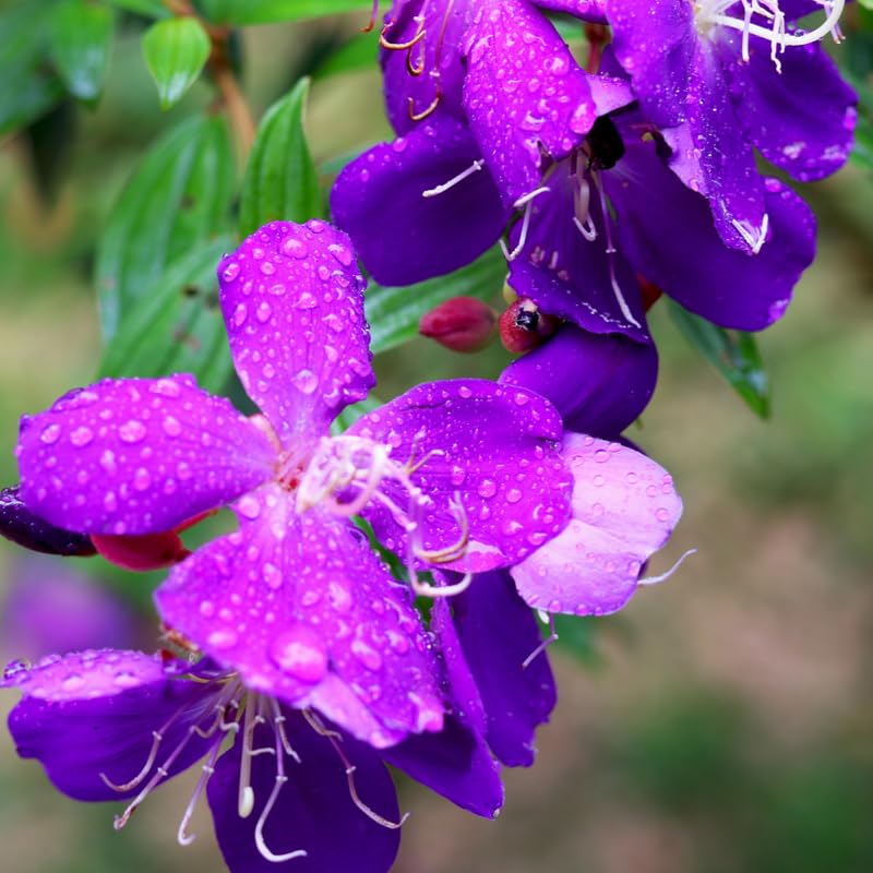 Pack 4 Purple Tibouchina Plants Live 5 to 8 Inch Height, Purple Princess Tibouchina Live Plant to Grow, Tibouchina Flower