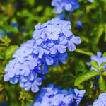 Set 4 Mix Plumbago Plants Live, Plumbago Flower Live Plants, 4 to 6 Inc Tall, Tropical Shrub Plant