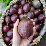 Red Passion Fruit Plant Live 1.5-2 Feet Tall, Passiflora Edible Fruit Vine in Gallon Pot, Tropical Climbing Plant for Trellis, Garden or Patio