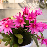 Easter Cactus Plants Live, Vibrant Color, Size 5-9" in Tall, No Pot, Spring Bloom Housplant Indoor Outdoor Succulent Cacti (Pink)