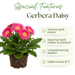 Gerbera Daisy Plants Live, Pink Daisy Plant, 5-7 Inches Tall, Colorful Perennial Plant, Bright Blooms for Indoor Outdoor Growing