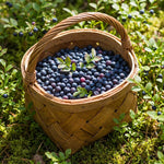 Black Huckleberry Live Plant in 5 Inch Pot, Sweet Black Berries Bush, Well Rooted Fruit Shrub for Garden and Container