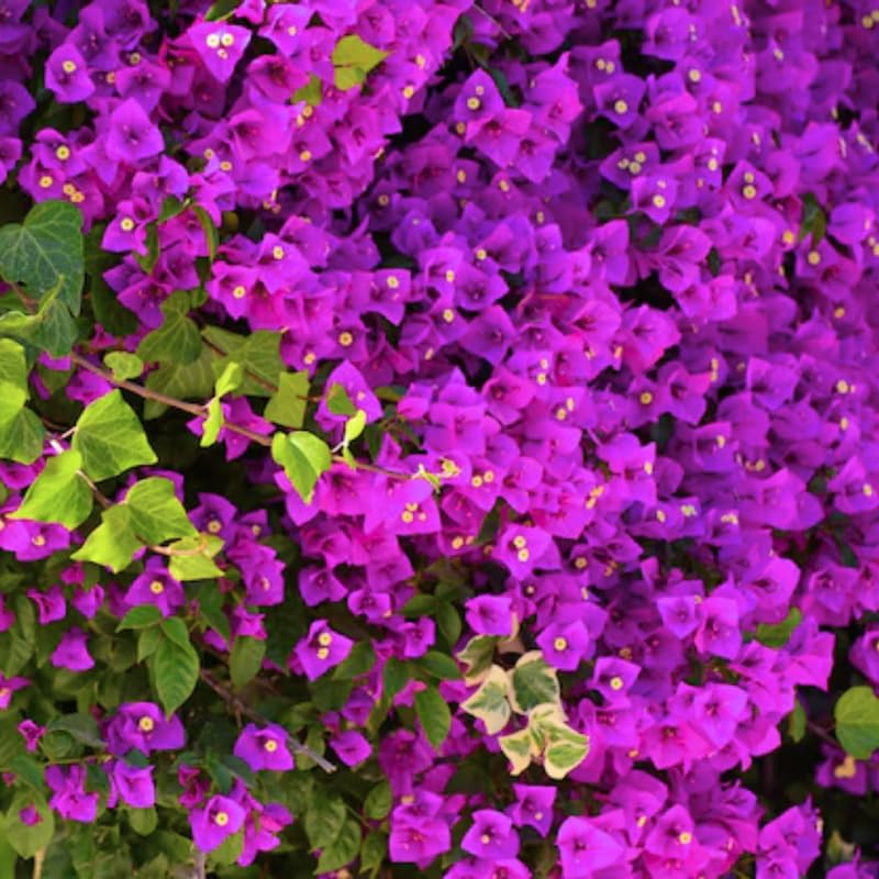 2 Bright Purple Bougainvillea Plants Live, Flowering Bougainvillea Vine 4-8 Inc Height, Climbing Plant for Outdoor Garden and Trellis