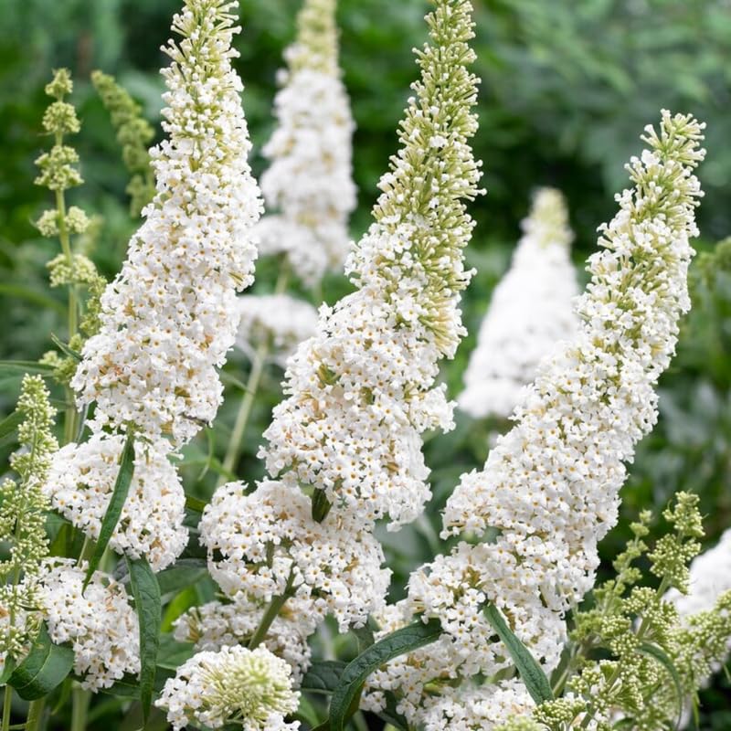 Butterfly Bush Plant Live, Perennial Buddleia Bushes Ready to Grow Outdoor 4-8 Inches (White Buddleia)