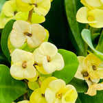 Set 2 Yellow Euphorbia Milii Plants, Crown of Thorns Live Plant, 5-8 Inc Tall, Hardy Euphorbia Flowering Houseplants