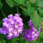 Purple Lantana Plants Live for Outdoor Planting, No Pot, 5-9 Inches Tall, Vibrant Color