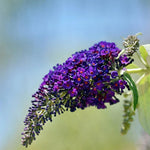 2 Butterfly Bush Live Plants, Deep Black Buddleia Shrubs, 5–9 Inch Tall, Fragrant Flowering Shrubs, No Pot