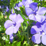 Periwinkle Plant Live, Vinca Plant Live in 4 Inches Pot, Live Vinca Minor Plant, Vinca Starter Plant, Vinca Ground Cover Live Plant for Growing Indoor Outdoor