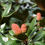 Magnolia Tree Live Plant 6 to 12 Inch Height, Fragrant Magnolia Plant Live to Grow, Magnolia Bush Flowers (Southern Magnolia)