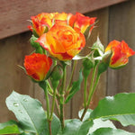 Orange Yellow Climbing Rose Live Plant Well Rooted, No Leaf, Ready to Plant Indoor Outdoor, Climber Rose Bush, Hybrid Tea Rose Like, Very Fragrant, Long Bloomer