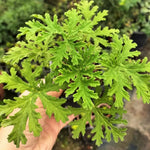 2 Pots Citronella Plants, Live Citronella Plants for Outdoors Indoors Garden, Perennial Fragrant Herb Leaves Plant