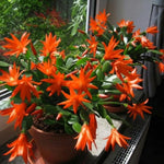 Easter Cactus Live Plant, 4-9” Tall, Rooted Holiday Cactus Succulent Plant for Indoor or Outdoor Growing, Easy Care Flowering Houseplant (Orange Easter Cactus)