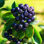Black Chokeberry Tree Live Plant to Grow, Chokeberry Plant Live 8-14 Inch Tall, in Quart Pot Home Garden