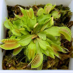 3 King Venus Flytrap Plants Live in Pot, Starter Size, Easy to Grow Tropical Plant Terrarium Indoor Outdoor