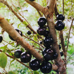 Black Jaboticaba Tree Plant Live, Jaboticaba Grape Fruit Plant, 5 to 8 Inc Long, Tropical Plants Garden