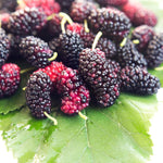 Mulberry Tree Live Plant 5 to 8 Inc Height, Sweet Mulberry Bush Live Plant, Mulberry Plant Live (Illinois Mulberry)