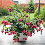 2 Mix Fuchsia Live Plants 4-7'' Tall, Hardy Hanging Basket Flower Plant, Shade Loving Blooming Fuchsia Starter Plants
