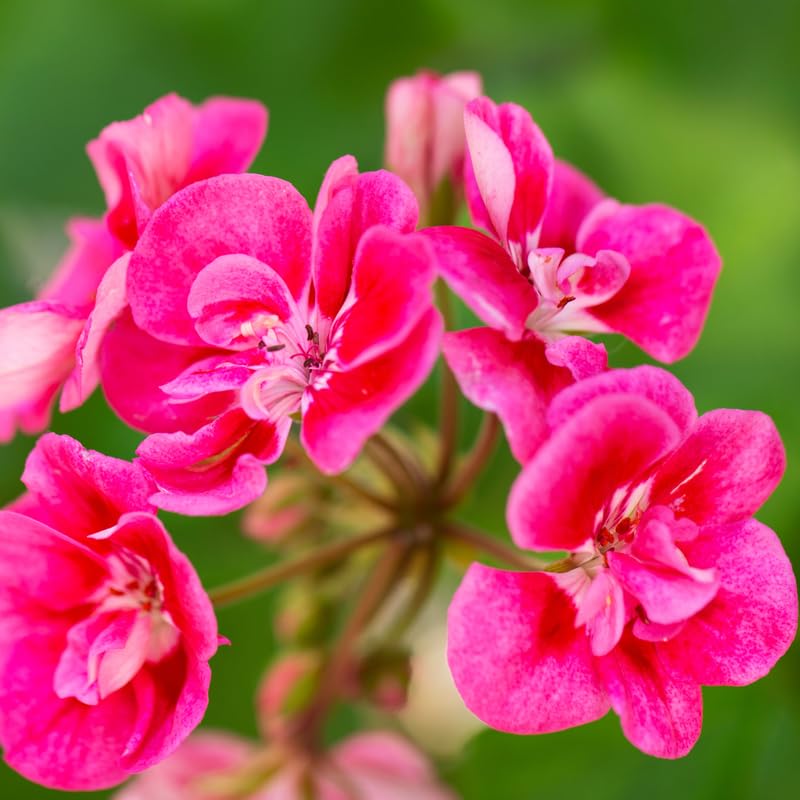 2 Pink Geranium Plants Live, Geraniums Live Plants, Colorful Flowering Plants for Garden, Patio, or Hanging Baskets, 5-9" Tall, No Pot