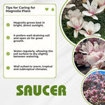 Magnolia Tree Live Plant 6 to 12 Inch Height, Fragrant Magnolia Plant Live to Grow, Magnolia Bush Flowers (Saucer Magnolia)